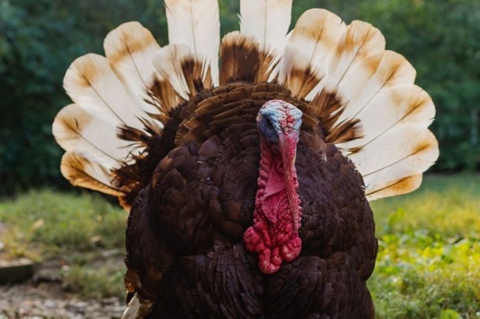 How to cook a turkey african american style